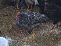 Chickens — عکس 1