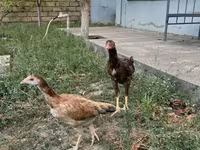 Chickens — foto 4
