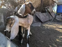 بز نر, Nubian Goat — عکس 2