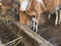 Mucca, Simmental cattle — foto 4