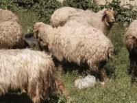 أغنام (دفعة، الجنس غير محدد), الأغنام — الصورة 2
