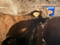 Býk, Swiss cattle — foto 1