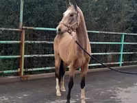 ม้าตัวเมีย, Akhal-Teke — รูปภาพ 5
