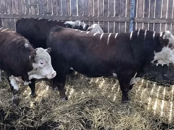 Vaca, Hereford
