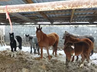 Hingst, Heste — foto 2