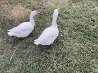 Geese — foto 2