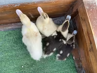 Ducks — عکس 2