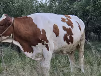 Ko, Simmental cattle — foto 4
