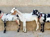 Koza, Beetal goats — fotografija 2
