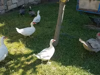 Ducks — تصویر 8