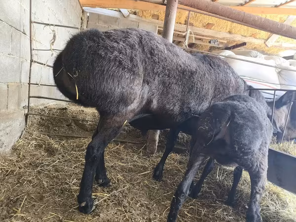 مینڈھا, Hissar sheep