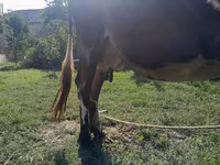 Vacă, Simmental cattle — foto 5
