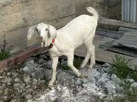 بھیڑ, Tian-Shan semifinewool sheep — تصویر 1