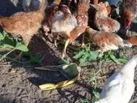 Chickens — รูปภาพ 3