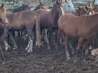 فرس, Horse breed — الصورة 3