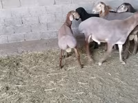 Montone, Arashan sheep — foto 6