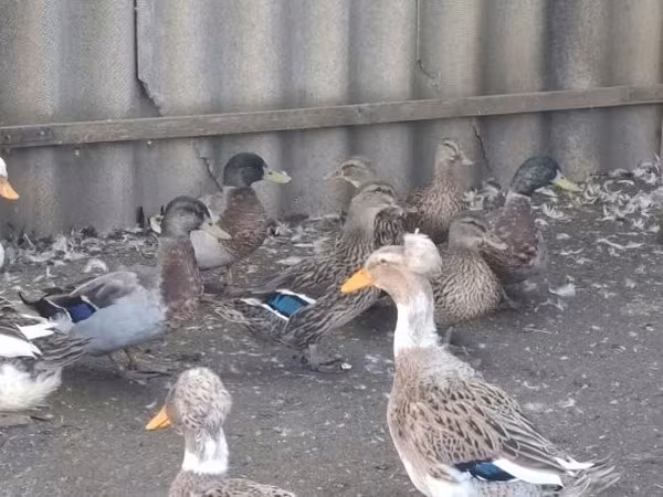 Ducks