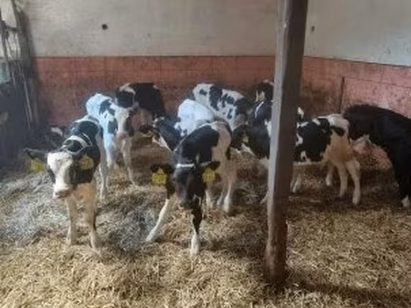 Bou, Rasa Holstein