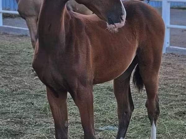 اسب نر, Akhal-Teke