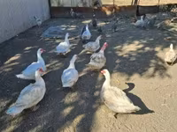 rață domestică Muscovy — foto 1