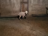 Baran, Owce — zdjęcie 1