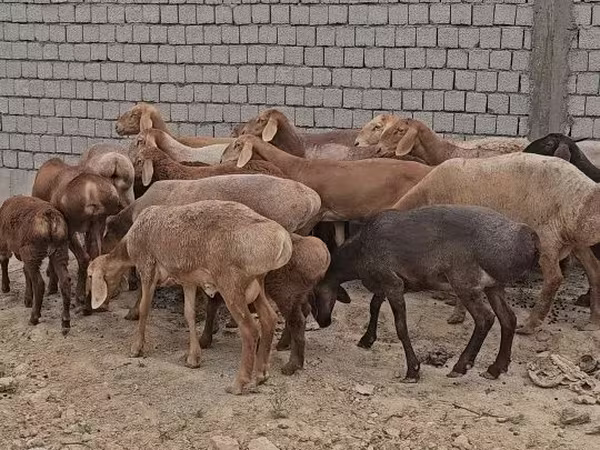 Ram, Arashan sheep