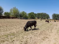 گاو نر, Swiss cattle — عکس 1