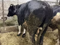Býk, Russian Black pied cattle — foto 1