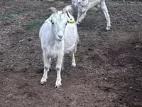 Capră, Capre — foto 4