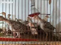 Turkeys — 照片 2