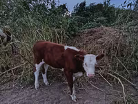 Lembu betina, Simmental cattle — foto 2