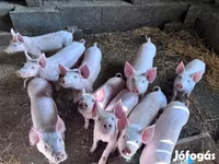 Babi betina, Pigs — foto 1