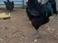 Brahma — photo 5