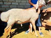 Montone, Arashan sheep — foto 1