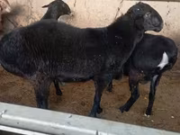 Խոյ, Ոչխարներ — լուսանկար 1