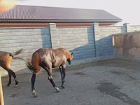 اسب نر, Kazakh horse — عکس 3