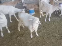 Արու այծ, Saanen goat — լուսանկար 6