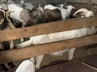 Capra, Saanen goat — foto 4