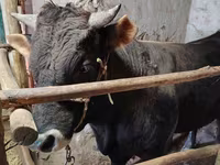 ወንድ በሬ, Cattle — ፎቶ 5