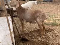 میش, Edilbay sheep — عکس 2