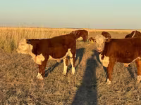 Lembu jantan, White-headed Ukrainian — foto 8
