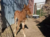ሴት ፈረስ, Horses — ፎቶ 2