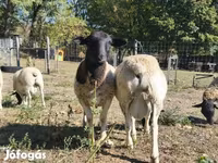 雄羊, Dorper sheep — 写真 3