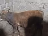 公牛, Cattle — 照片 2