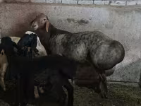Ovan, Hissar sheep — fotografija 4