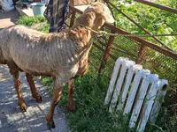 Ovce, Arashan sheep — foto 3