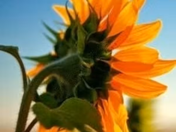Шрот подсолнечный ГОСТ 39% россыпь