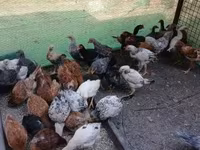 Chickens — foto 6
