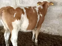 Tehén, Simmental cattle — 6. fotó