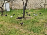 Turkeys — عکس 1